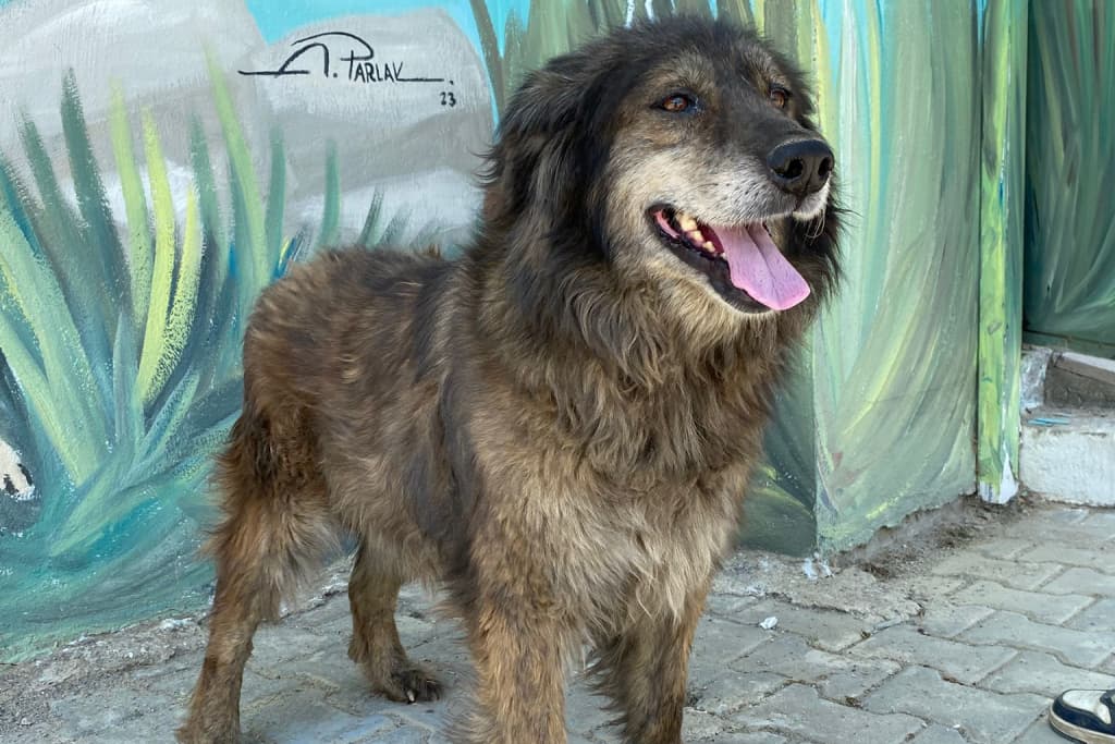 Tüylü Golden R. Melezi Köpek fotoğrafı