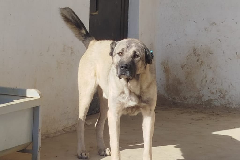 Dayı Melez Köpek fotoğrafı