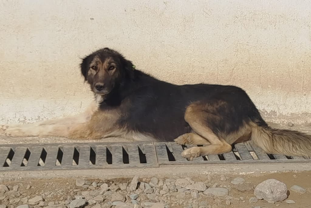 Kömür Melez Köpek fotoğrafı