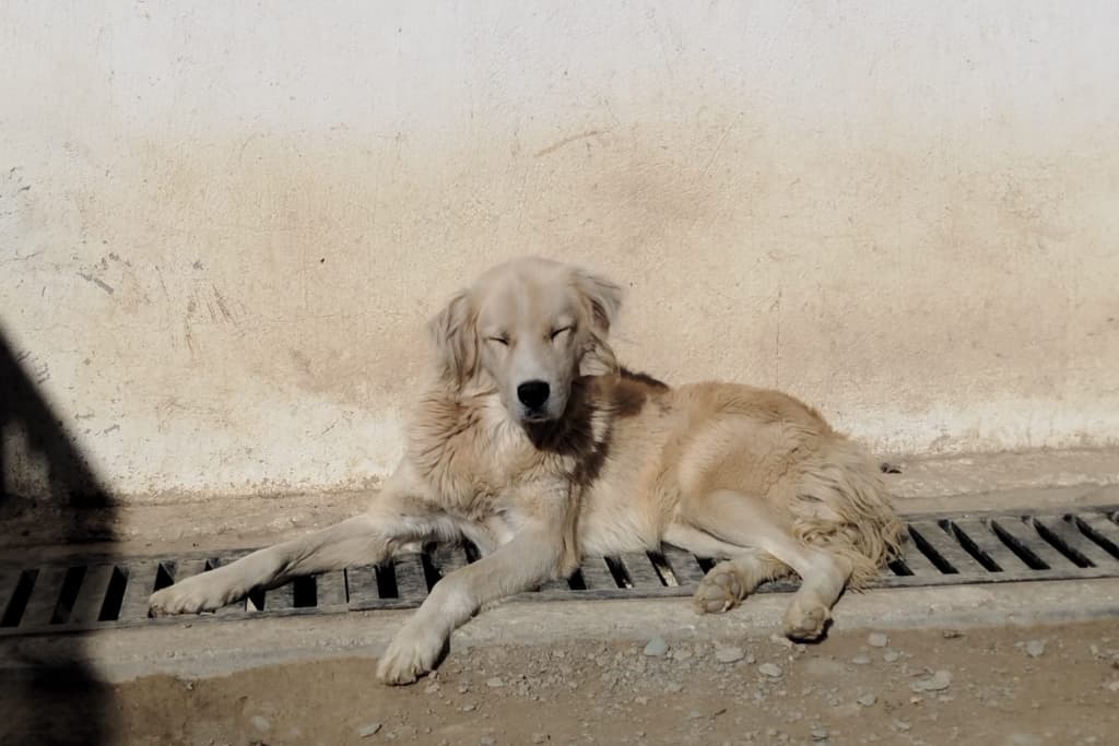 Yumuk Melez Köpek fotoğrafı