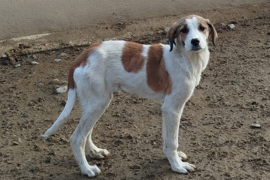 Damgalı Melez Köpek, Akşehir