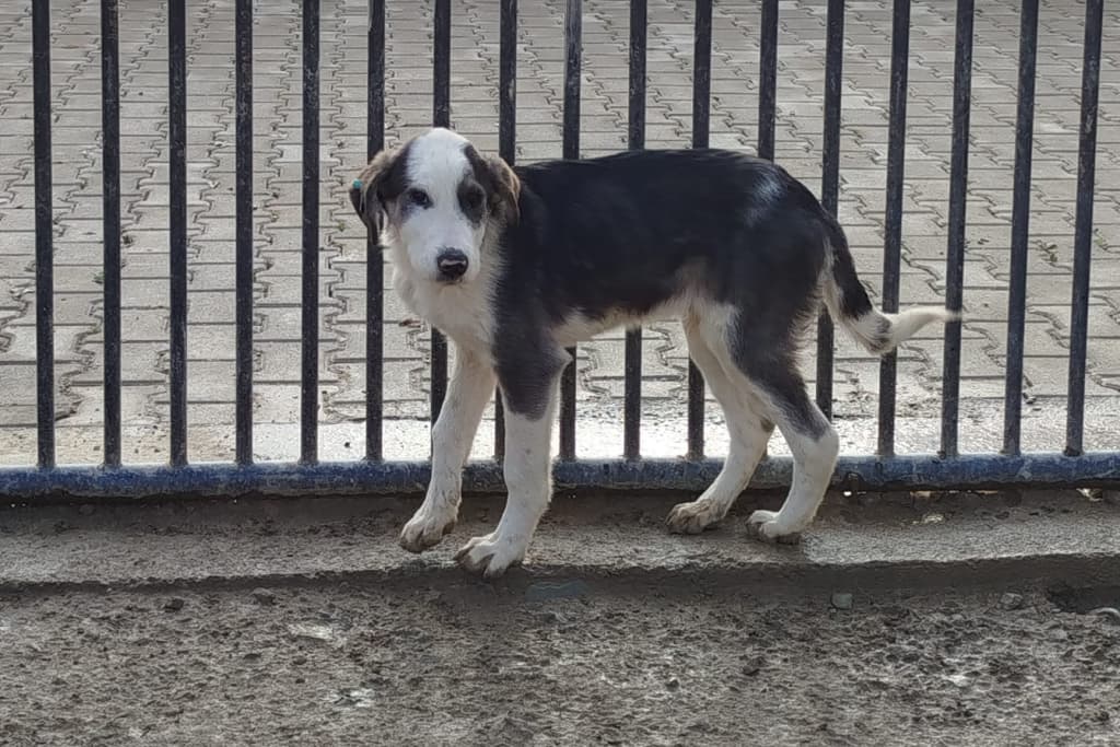 Maskeli Melez Köpek, Akşehir