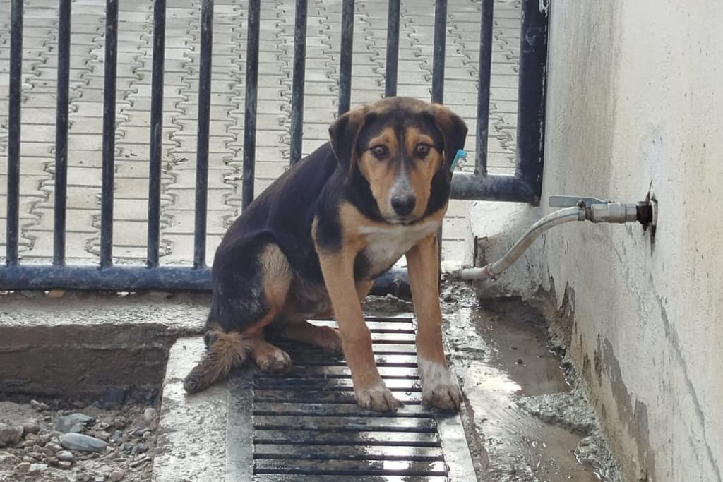 Mahsun Melez Köpek fotoğrafı