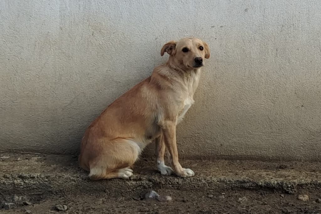 Şeftali Melez Köpek fotoğrafı