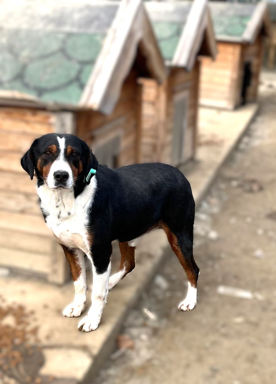 Sahipsiz Dostumuz Melez Köpek, Ankara