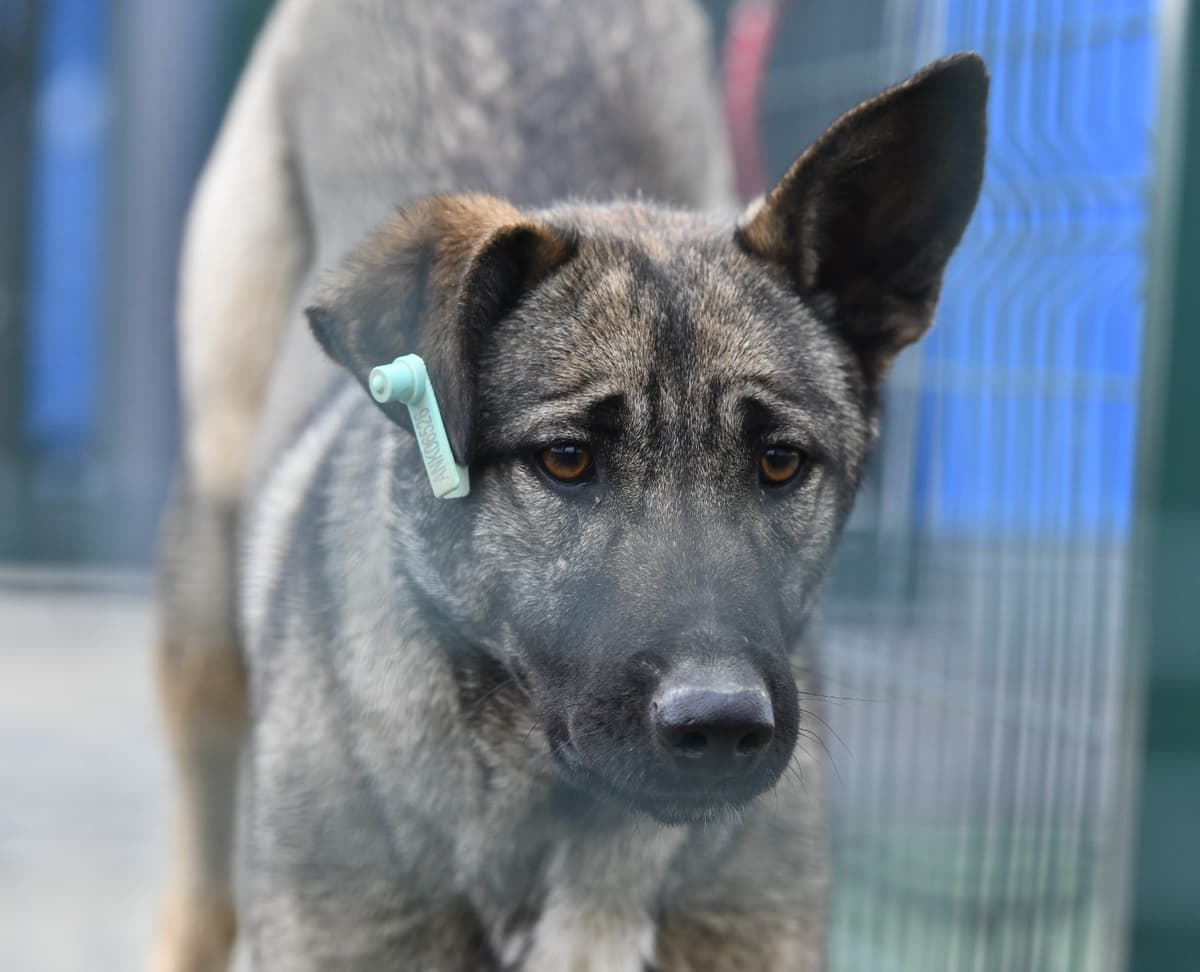 Sahipsiz Dostumuz Melez Köpek, Ankara