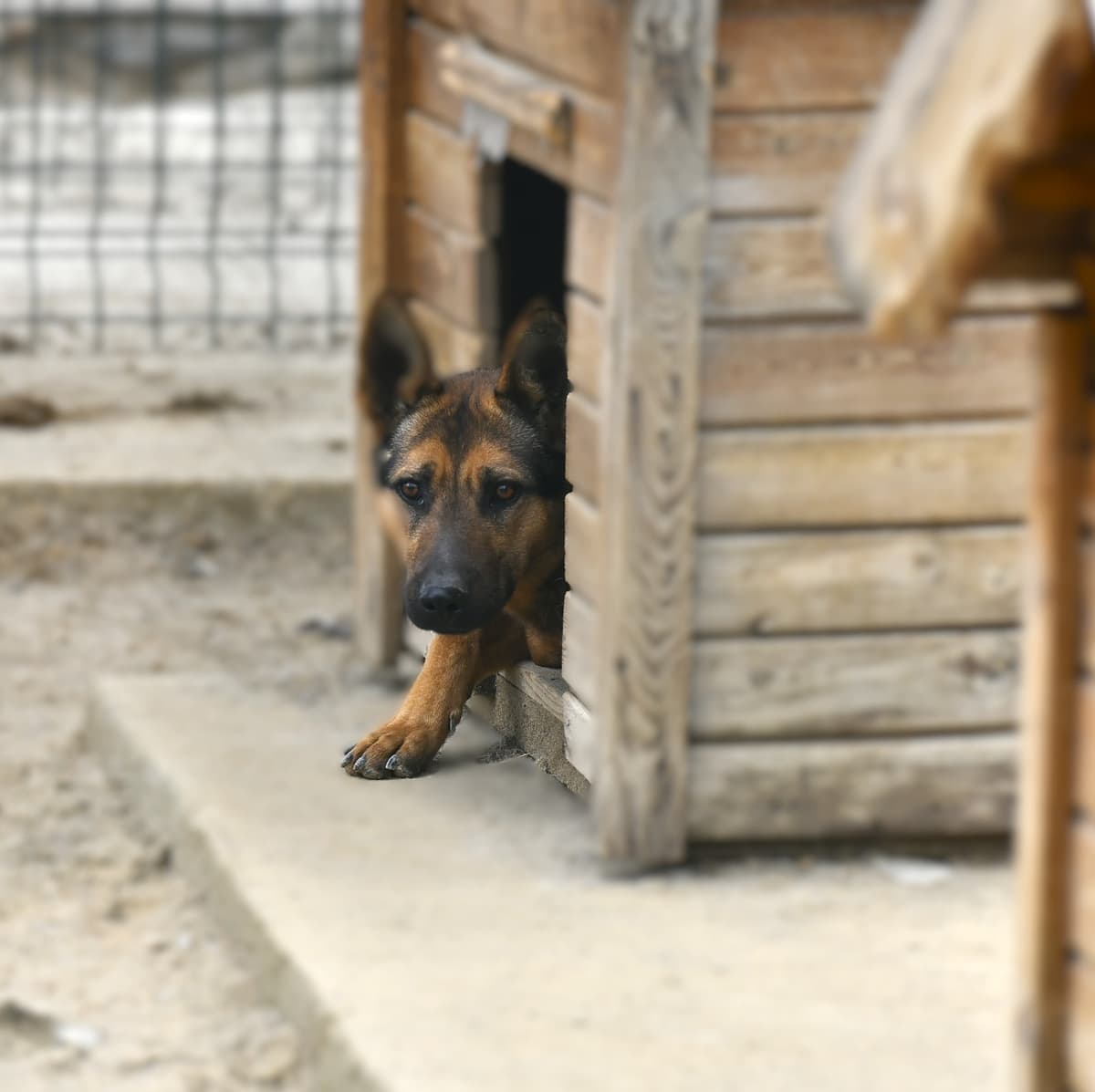 Sahipsiz Dostumuz Melez Köpek, Ankara