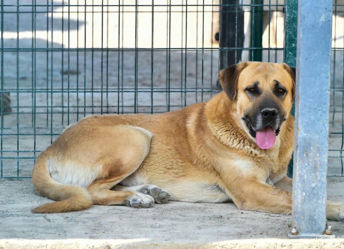 Ayıcık Melez Köpek, Ankara