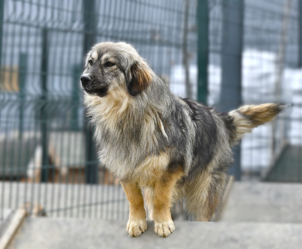 Çılgın Melez Köpek, Ankara