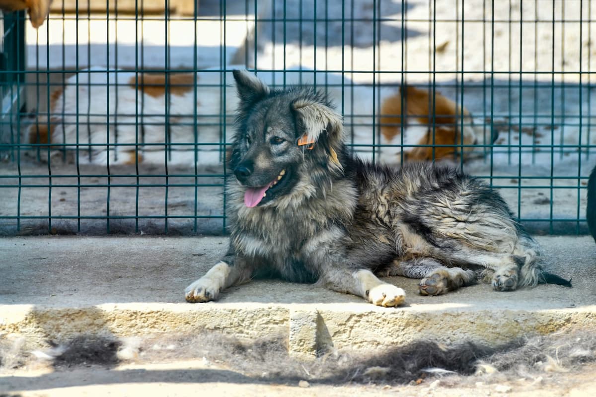 Yumoş Melez Köpek, Ankara