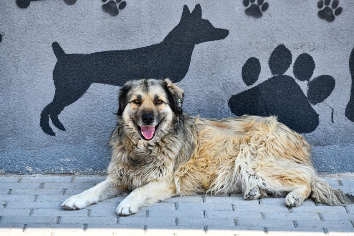 Beybii Melez Köpek, Ankara