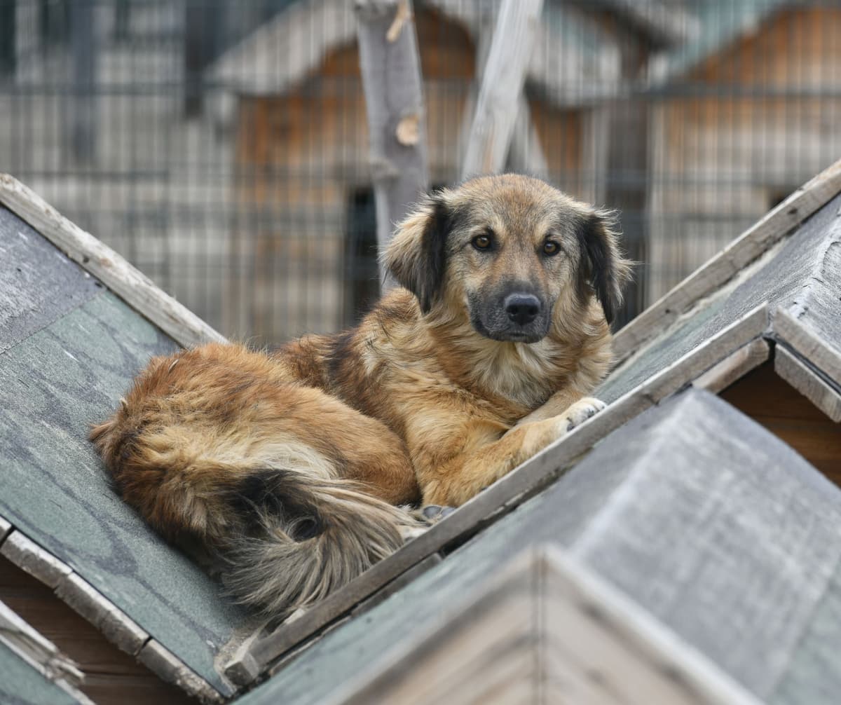 Balım Melez Köpek, Ankara