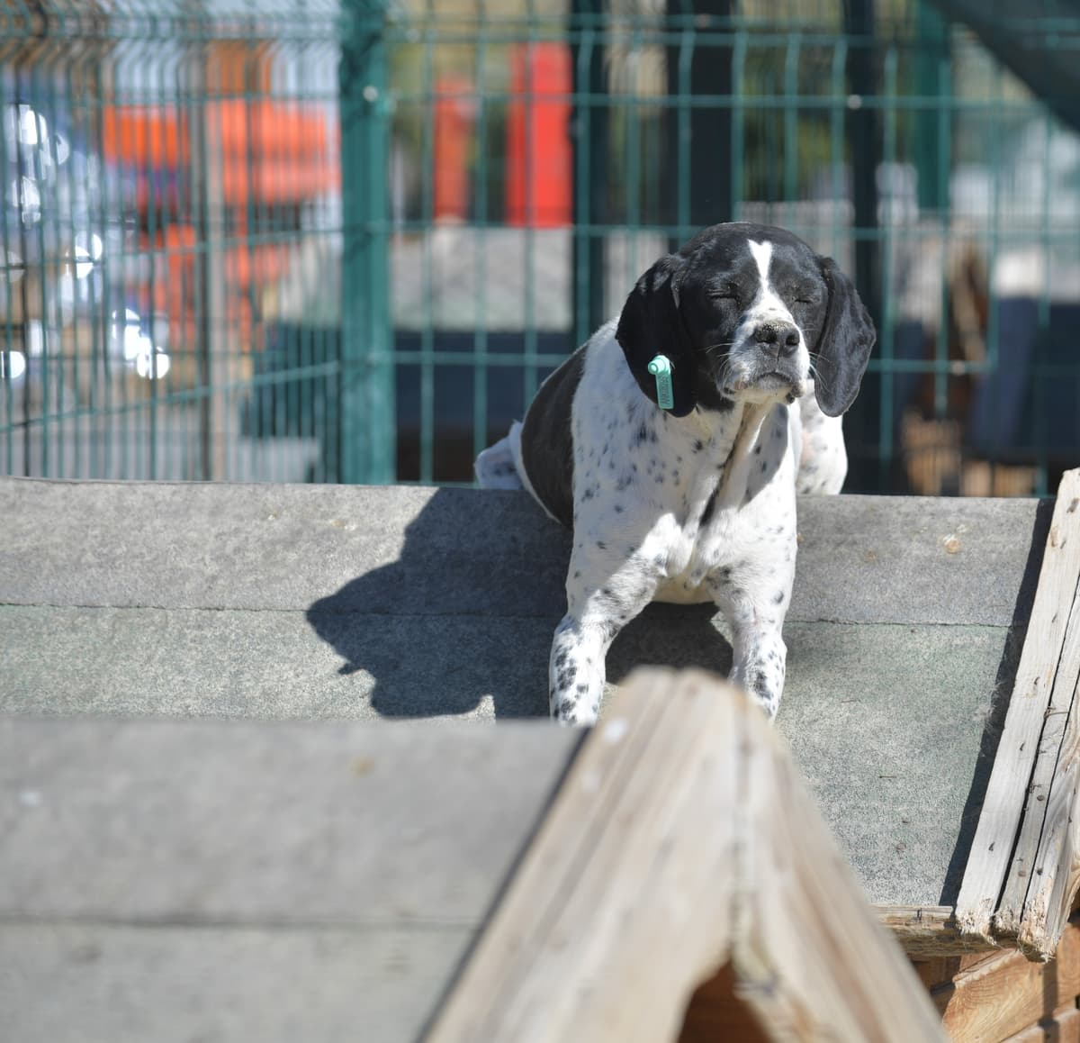 Deyzi Melez Köpek, Ankara