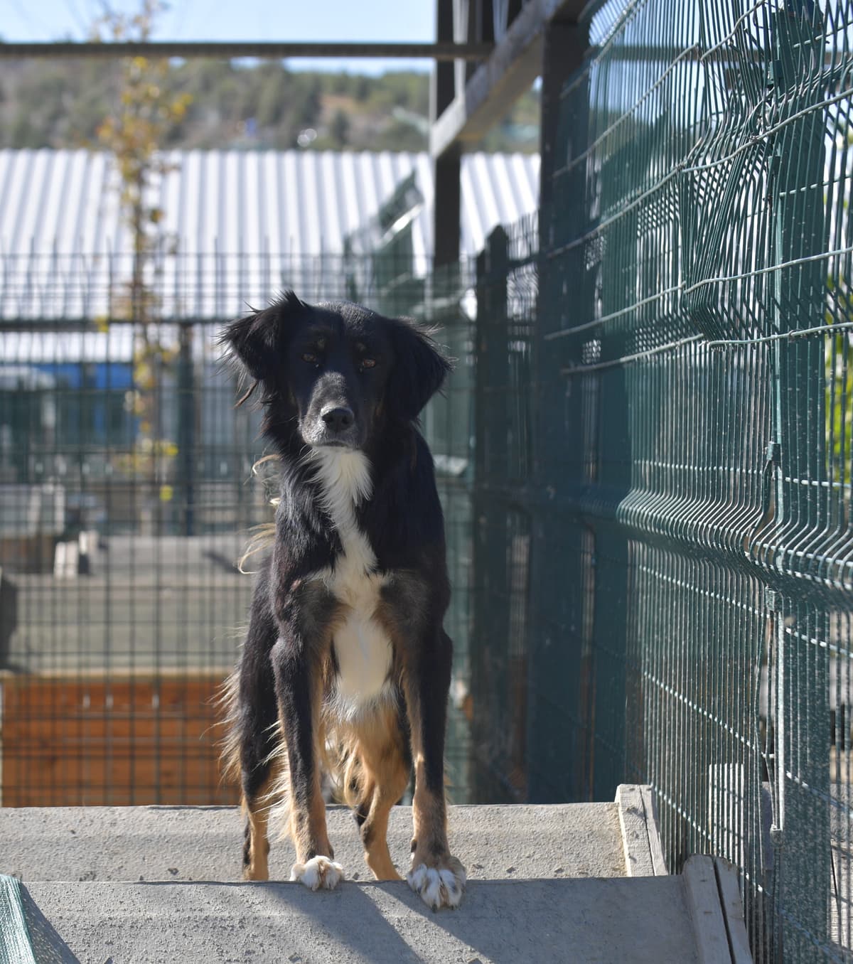 Karam Melez Köpek, Ankara