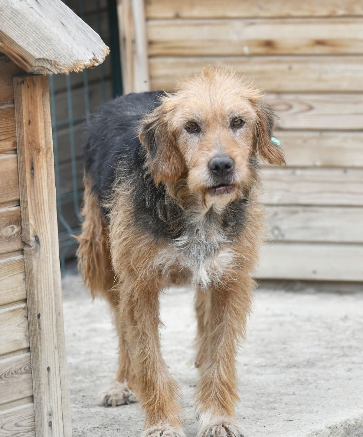 Teyze Melez Köpek, Ankara