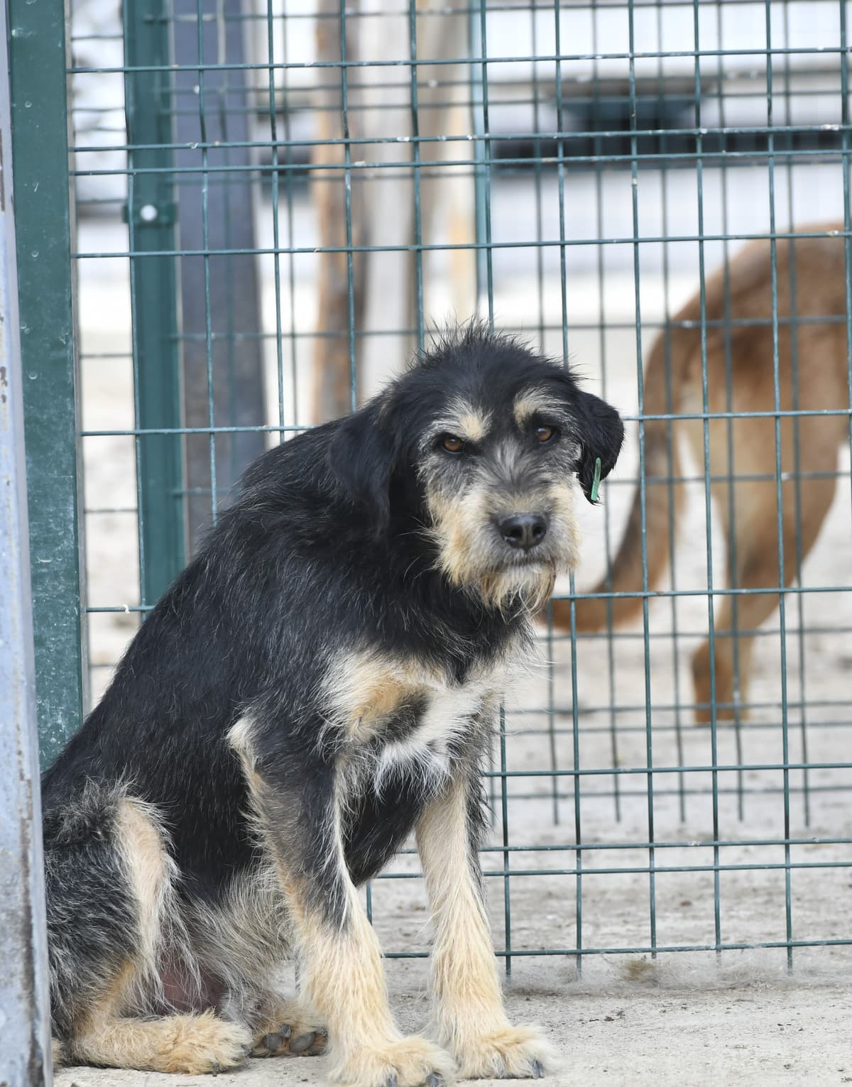 Alex Melez Köpek, Ankara