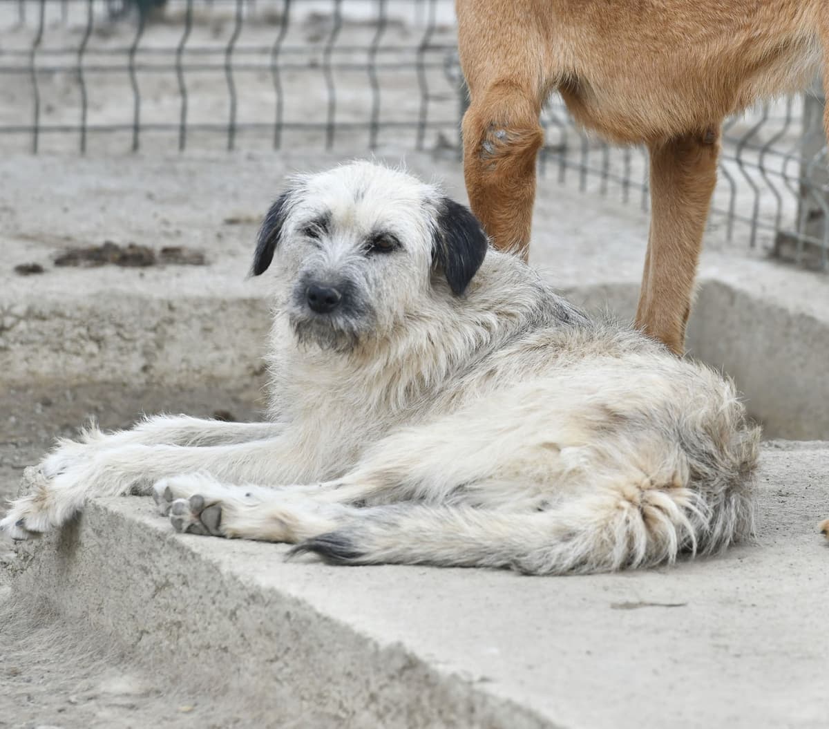 Popii Melez Köpek, Ankara