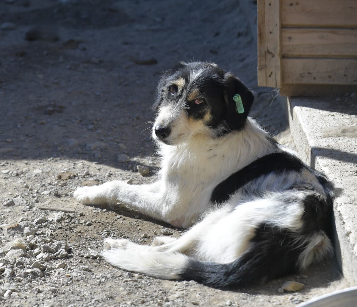 Masum Melez Köpek, Ankara