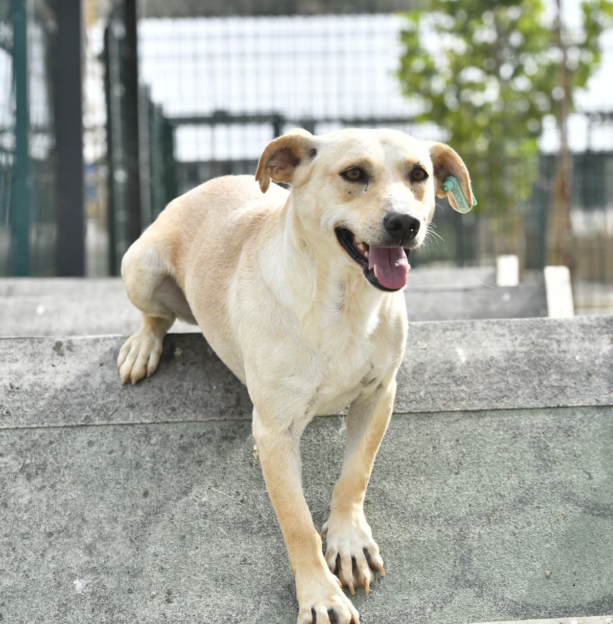 Fincan Melez Köpek, Ankara