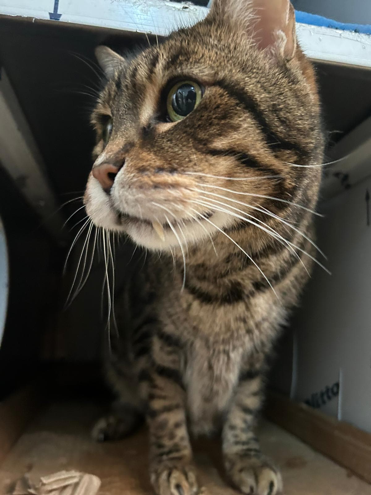 Ankara Melez Kedi Melez Kedi, Ankara