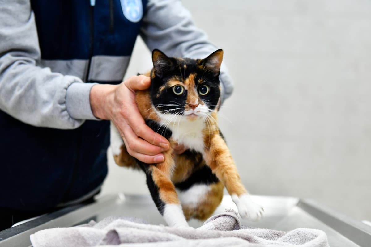 Ankara Melez Kedi Melez Kedi, Ankara