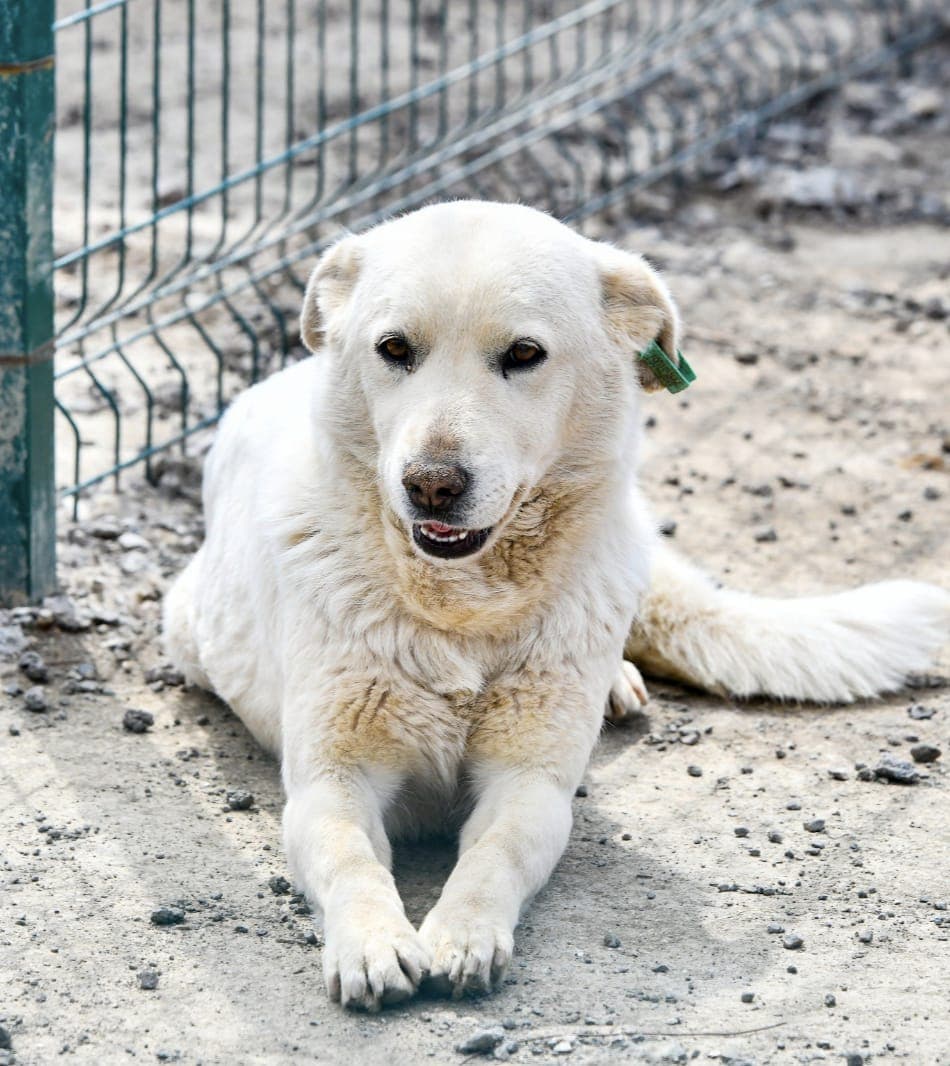 Sahipsiz Dostumuz Melez Köpek, Ankara