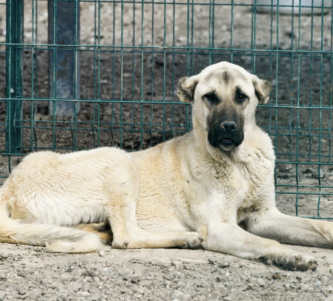 Minik Melez Köpek, Ankara