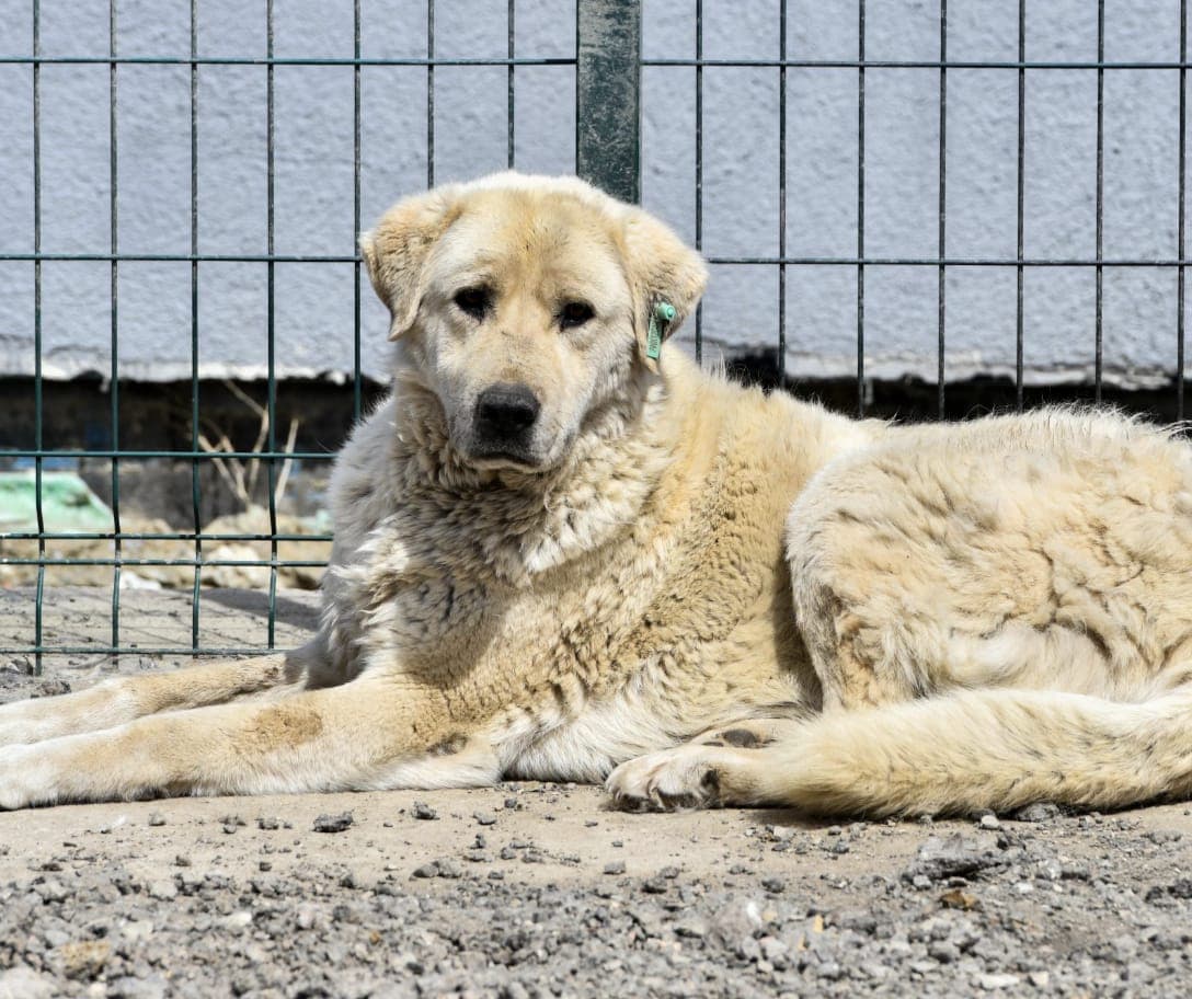 Kirli Melez Köpek, Ankara