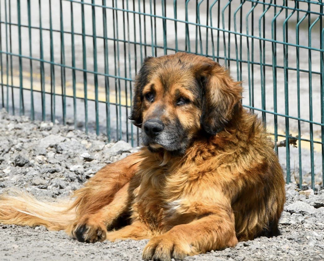 Fifi Melez Köpek, Ankara