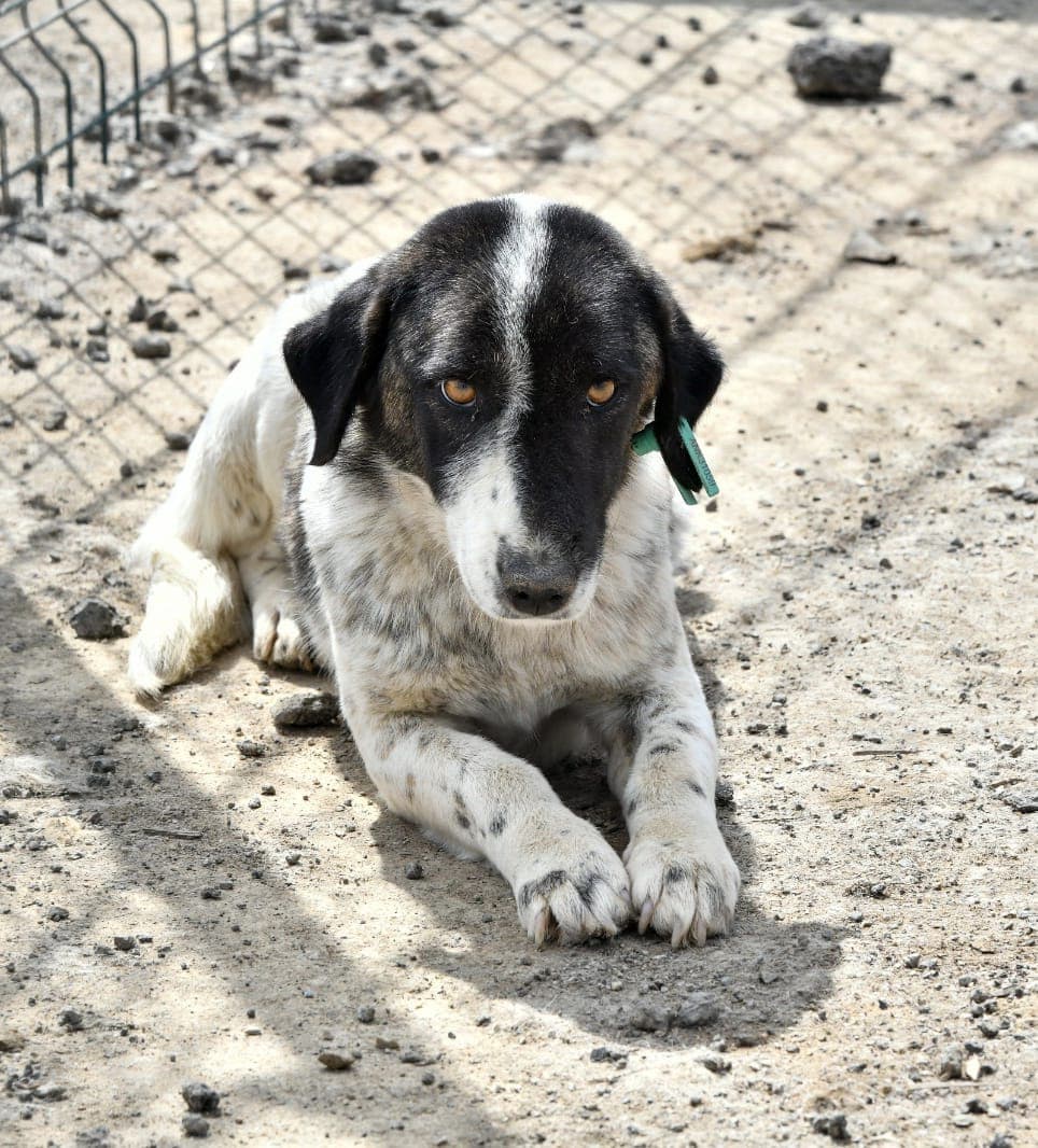 Mutlu Melez Köpek, Ankara