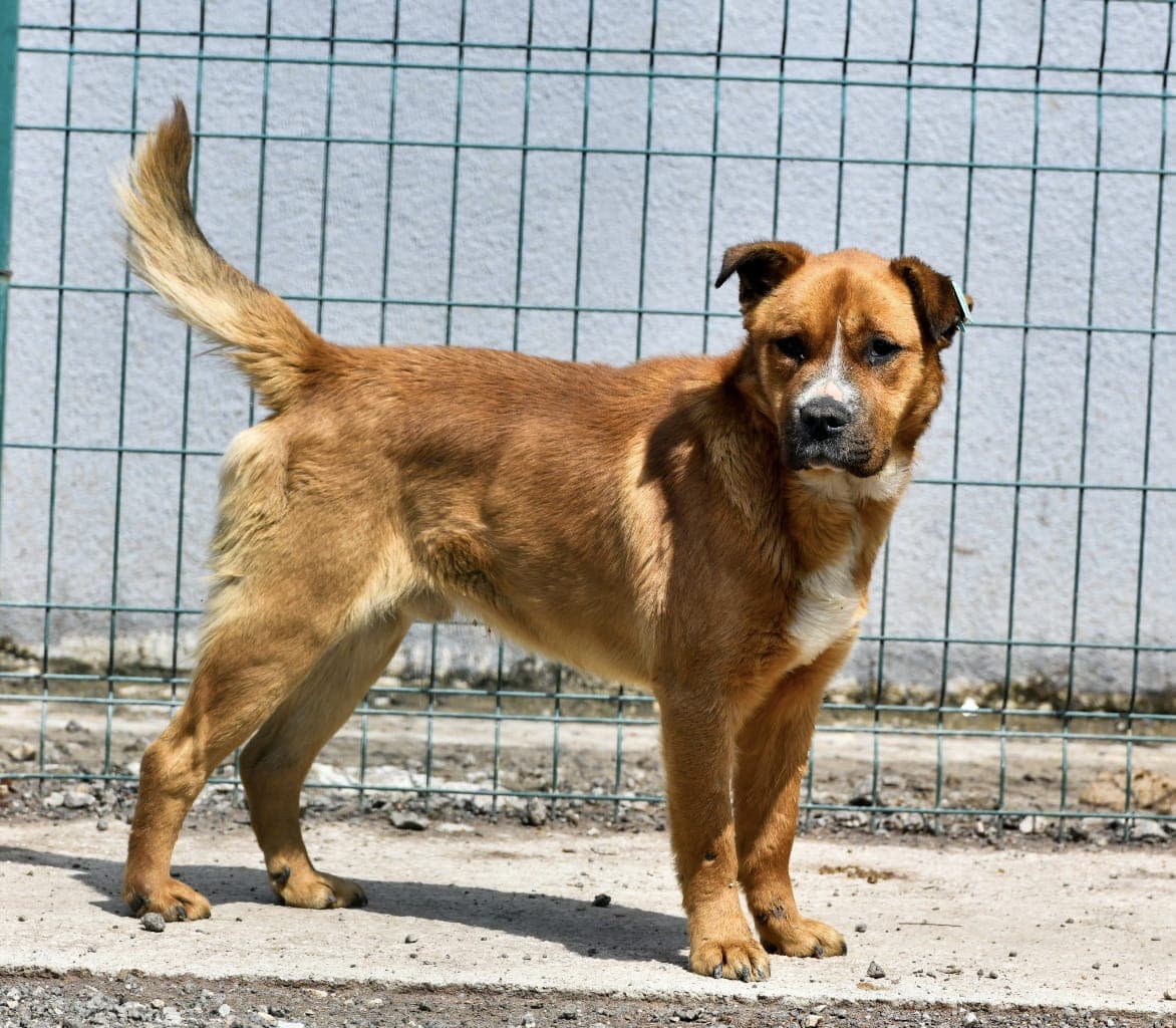 KAHVE Melez Köpek fotoğrafı