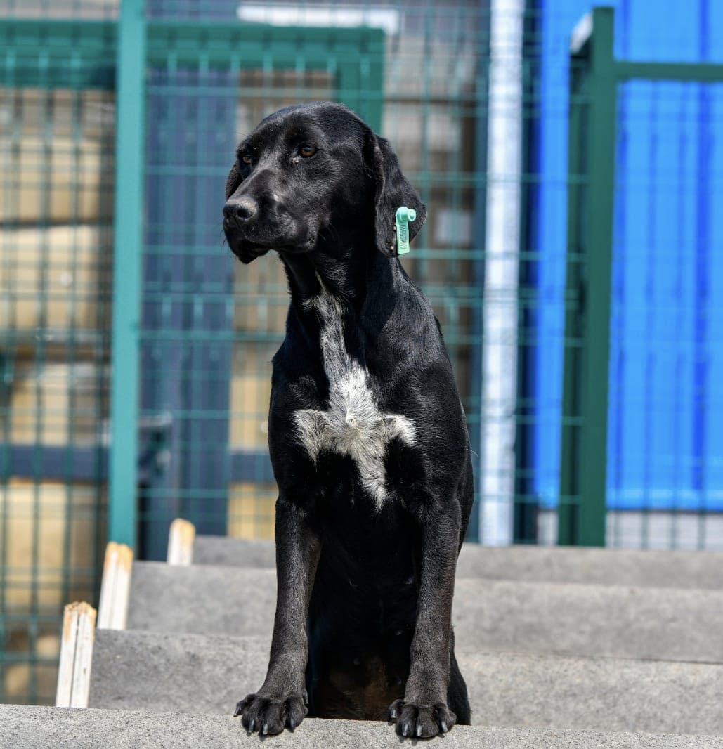 Peynir Melez Köpek, Ankara