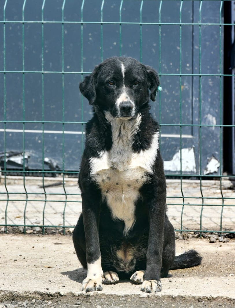 Oreo Melez Köpek, Ankara