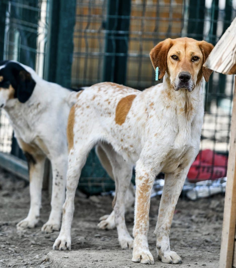 Karizma Melez Köpek, Ankara