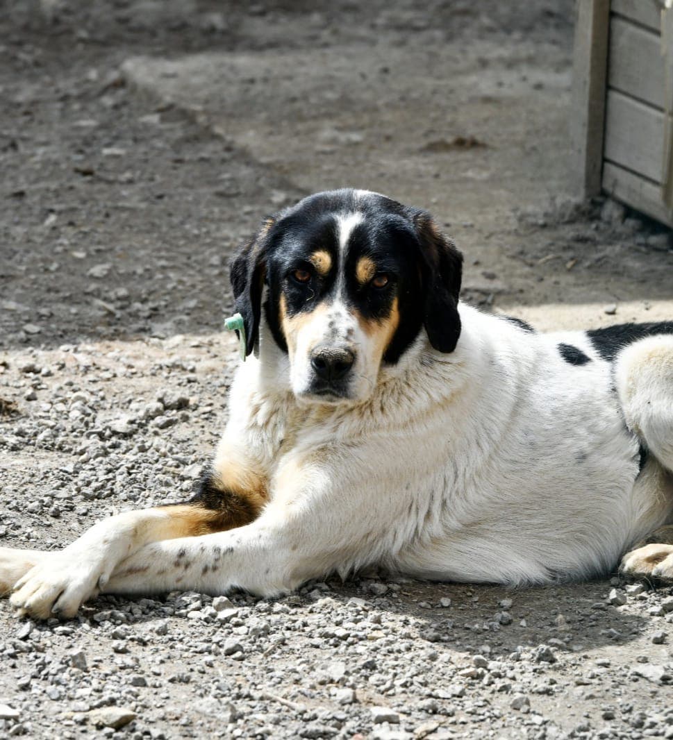 Yıldız Melez Köpek, Ankara