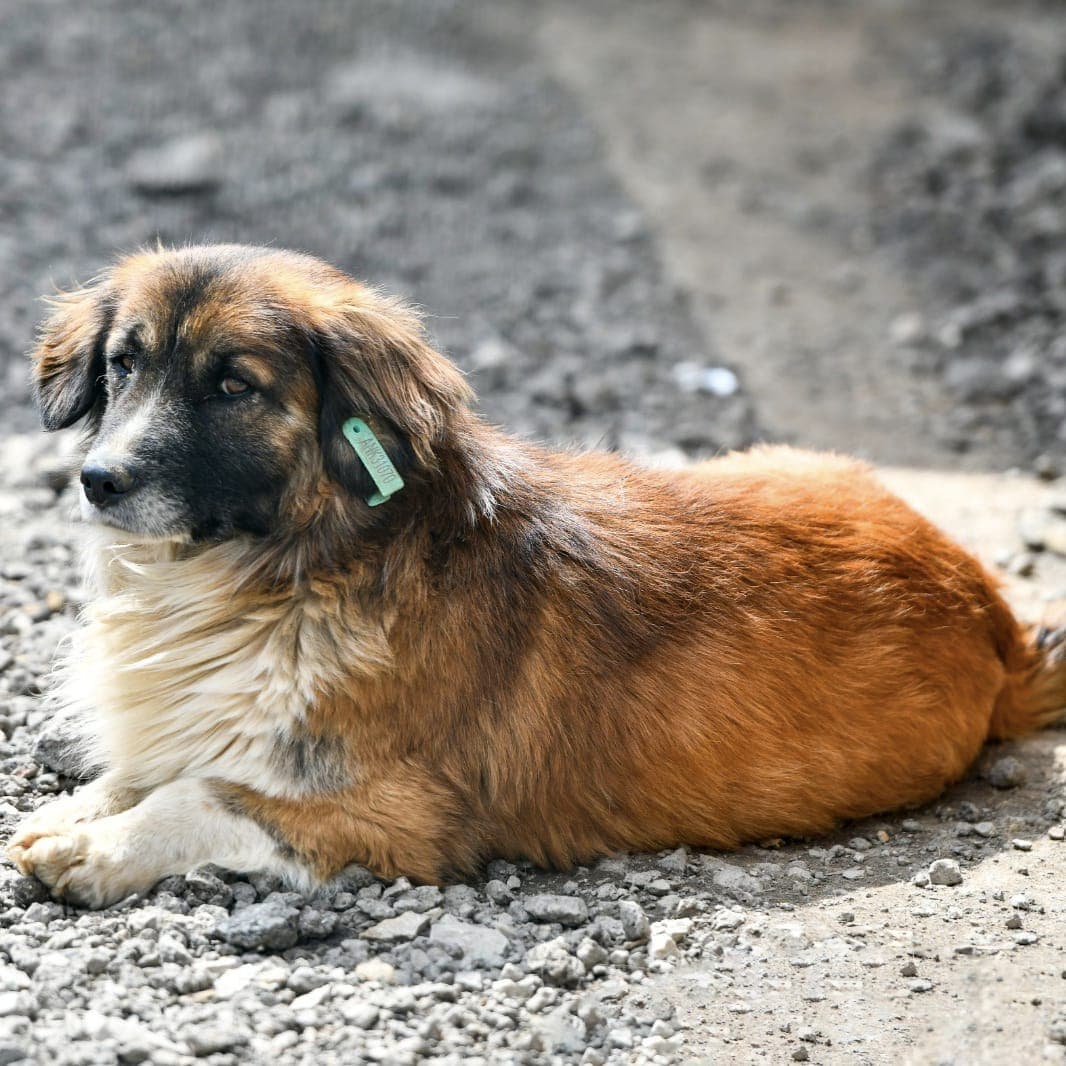 Boncuk Melez Köpek, Ankara