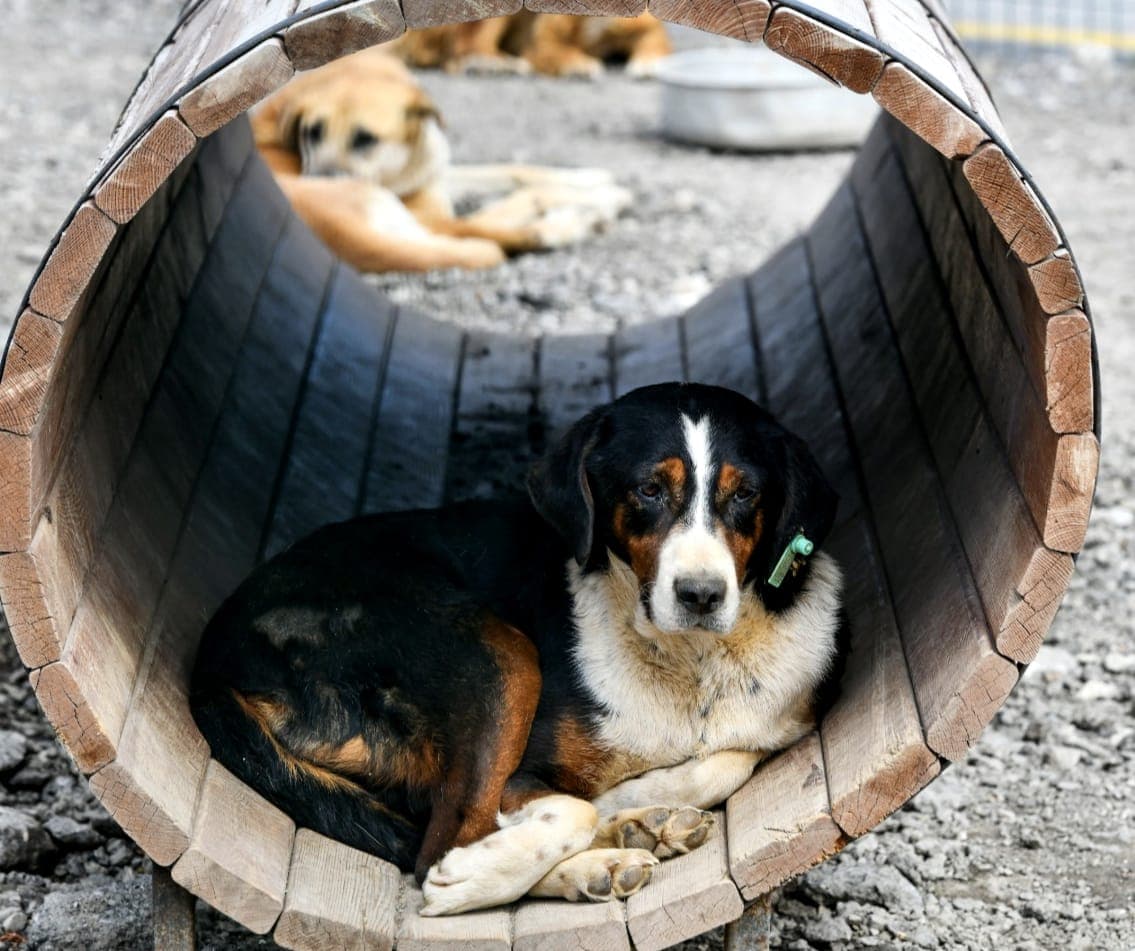 Fıstık Melez Köpek, Ankara
