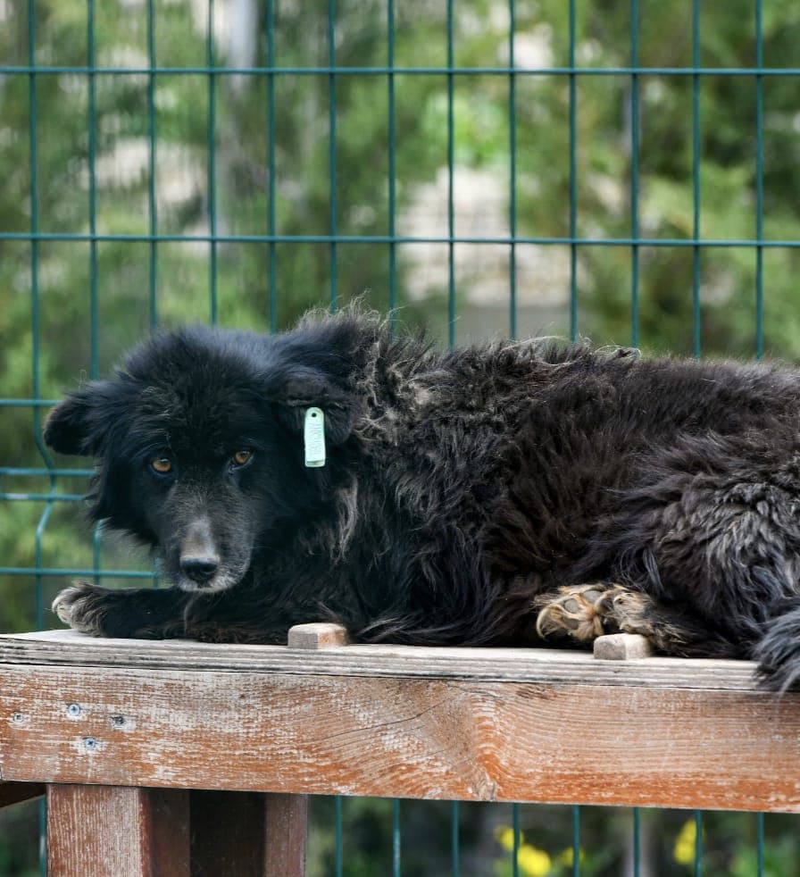 Huysuz Melez Köpek, Ankara