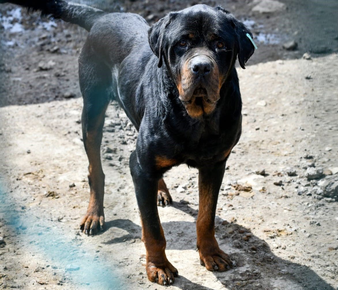 Paşa Melez Köpek, Ankara