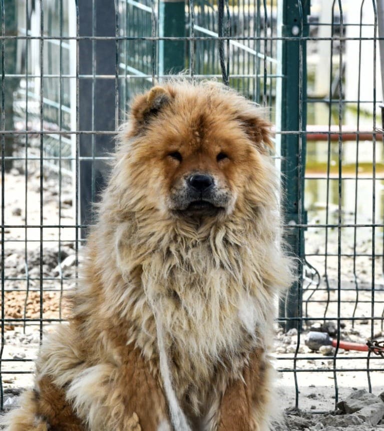 Bonus Melez Köpek, Ankara