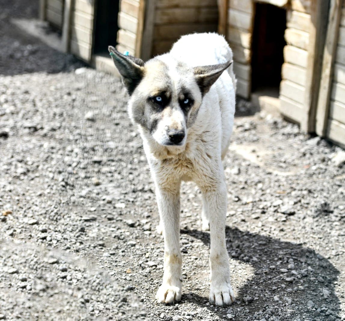 Carlos Melez Köpek, Ankara