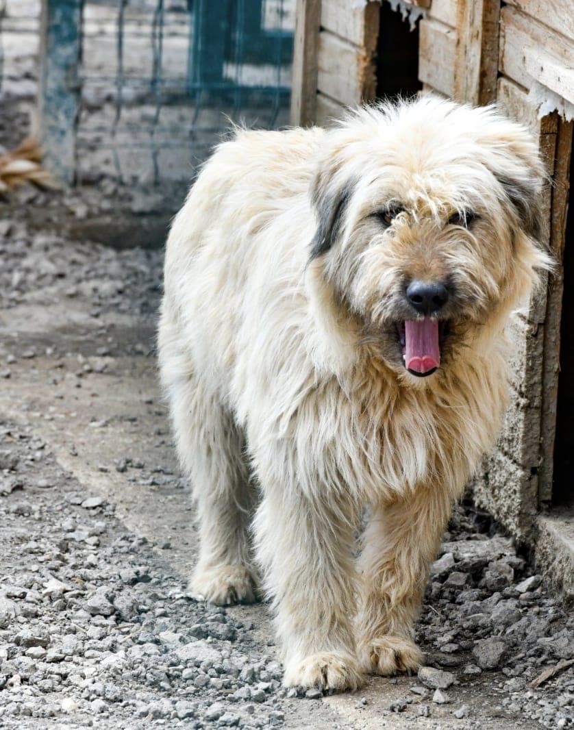 Bahar Melez Köpek, Ankara