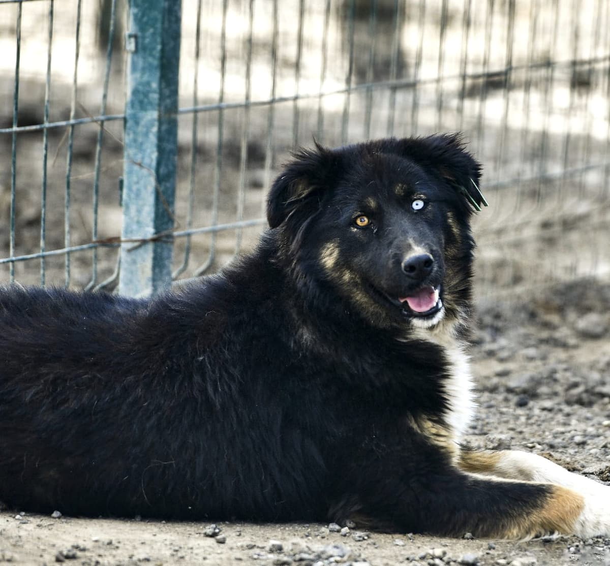 Merkür Melez Köpek, Ankara