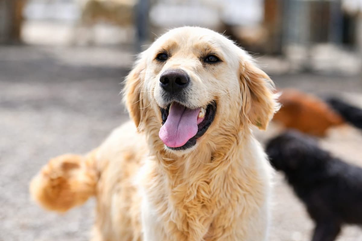 Parla Melez Köpek, Ankara