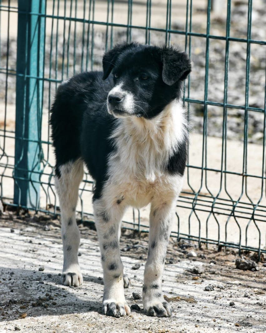 Fındık Melez Köpek, Ankara
