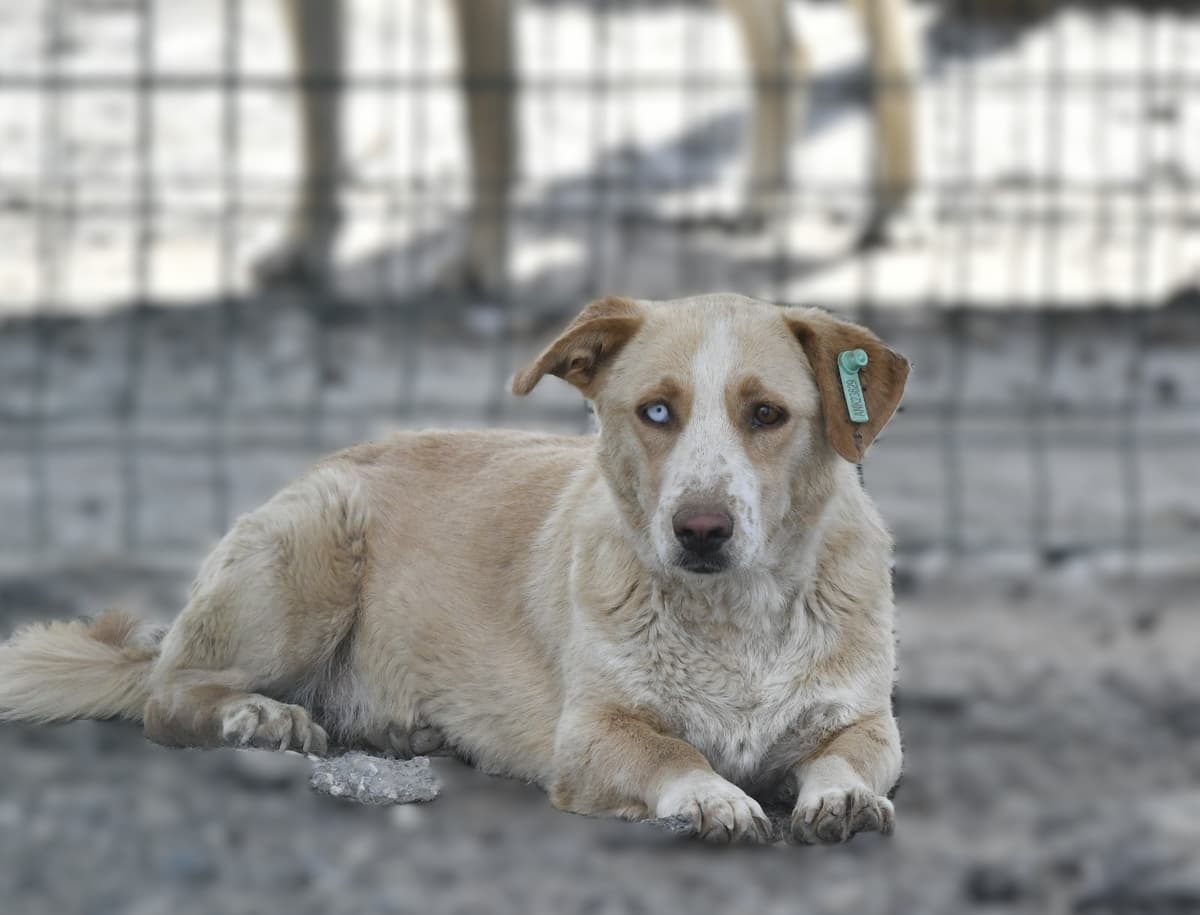 Fifi Melez Köpek, Ankara