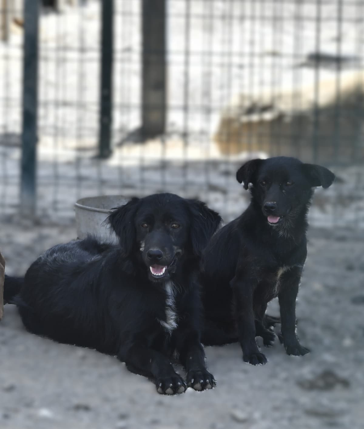 İkizler Melez Köpek, Ankara
