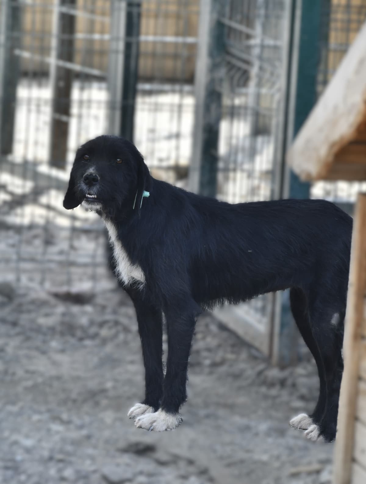 Temmuz Melez Köpek, Ankara