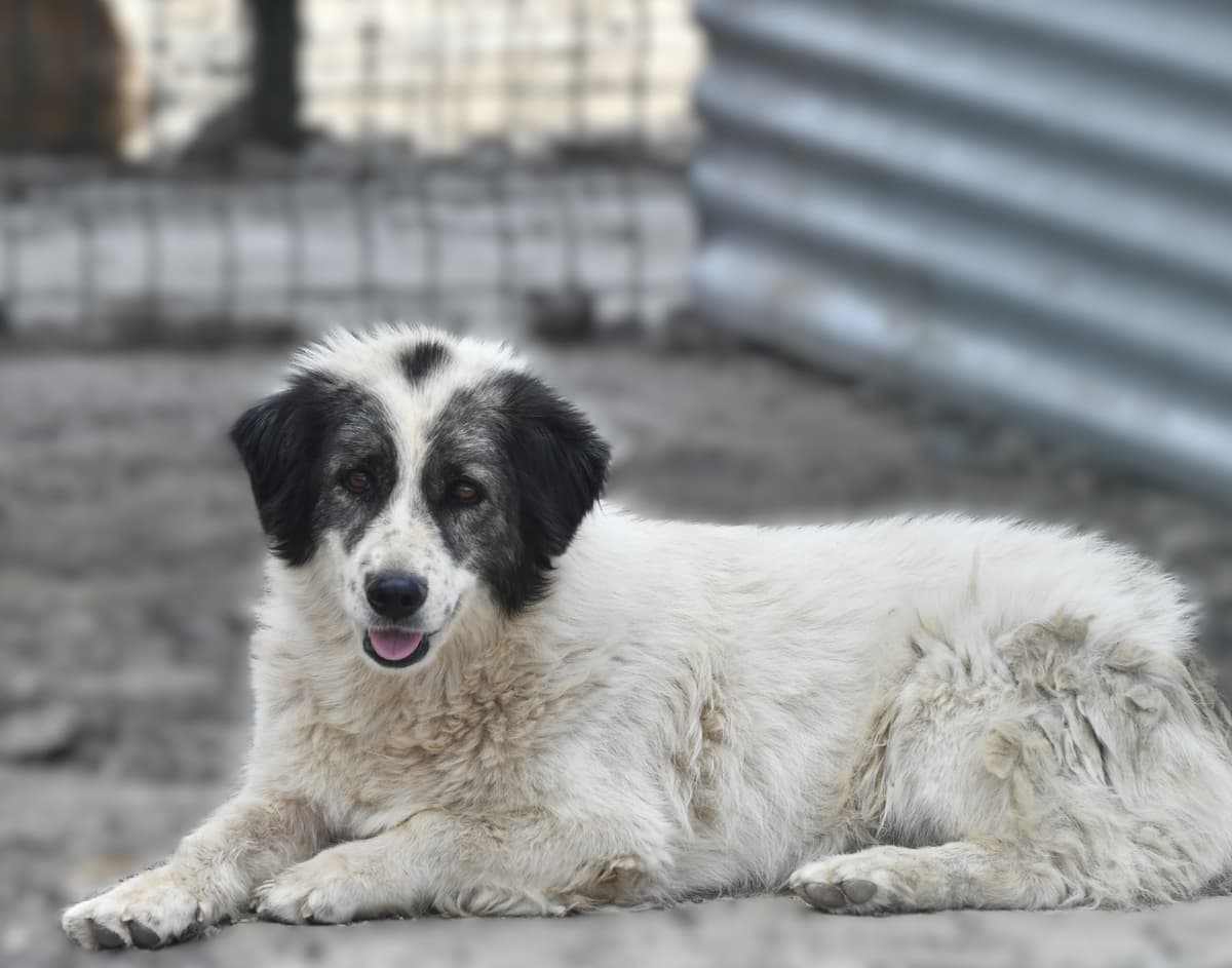 Mary Melez Köpek, Ankara