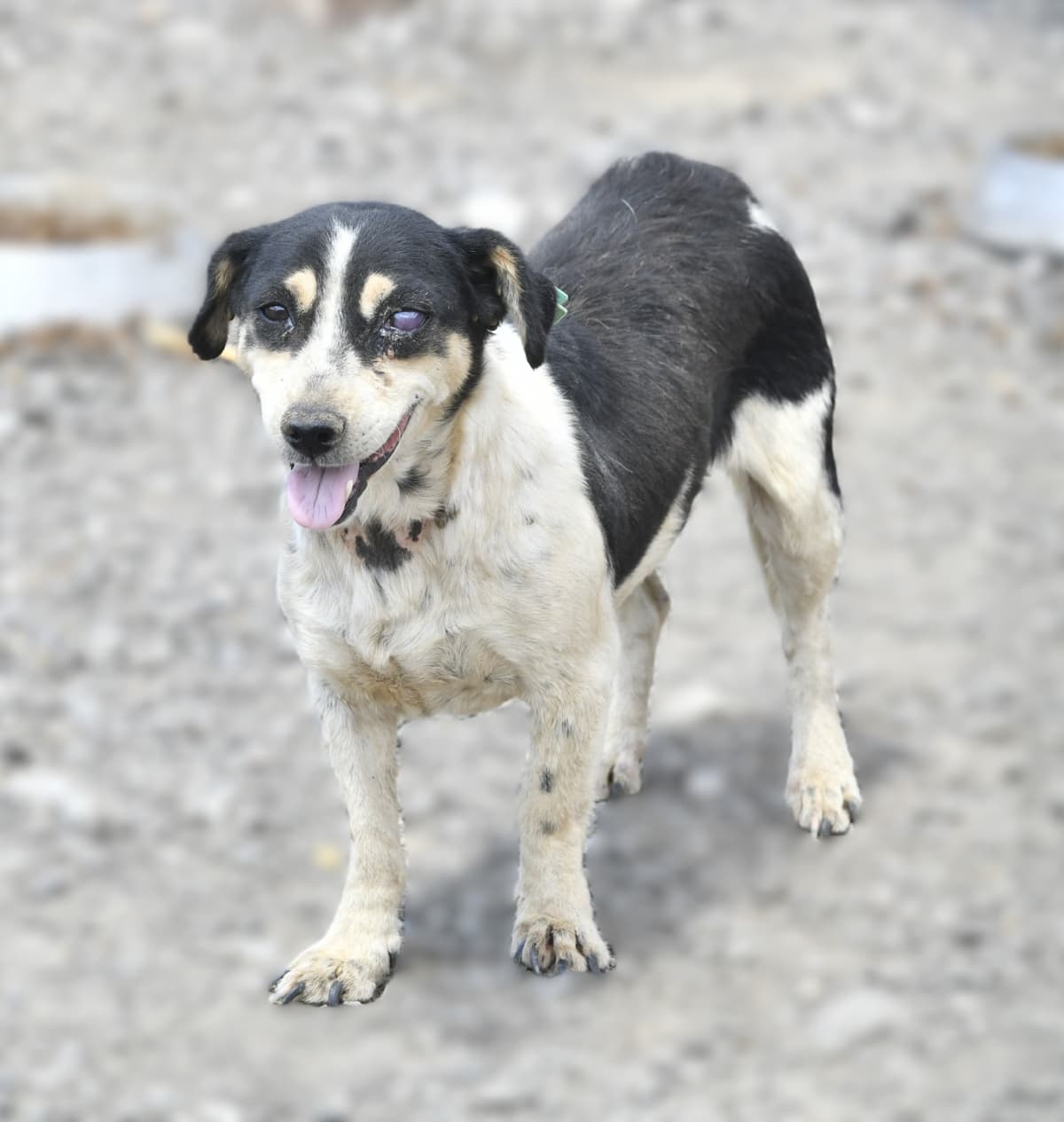 Korsan Melez Köpek, Ankara